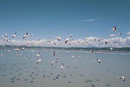 Un espectáculo de colores el retorno de flamencos a la laguna de Narta en Albania