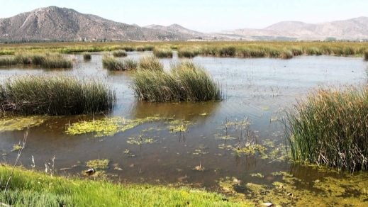 Quilicura: ¡A la defensa del gran humedal!