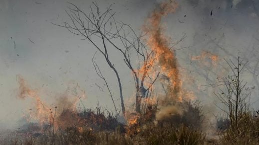 Activistas denuncian que ni la cuarentena por COVID-19 detiene el atropello en la selva amazónica