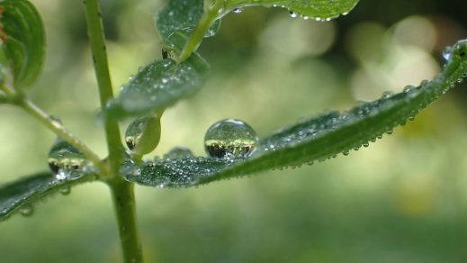 Coronavirus y biodiversidad ¿Cómo se relacionan?