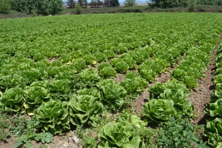 Alimentos: Piden adoptar medidas urgentes para la agricultura familiar campesina ante crítica situación en el sector