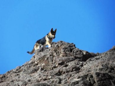 Analizan situación de jaurías de perros asilvestrados y sus daños a la población