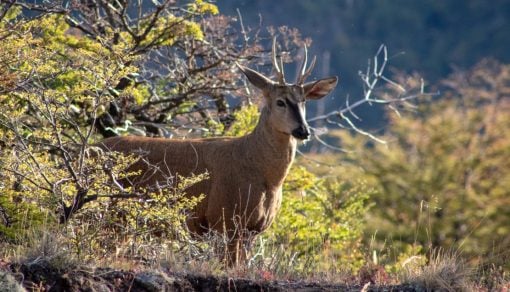 Aprueban plan para la recuperación y conservación del huemul en la Reserva de la Biósfera Nevados de Chillán y Laguna del Laja