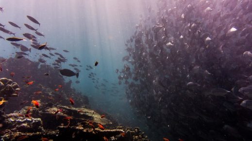 Contaminación por mercurio llega al fondo del océano