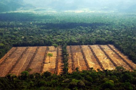 Amazonas