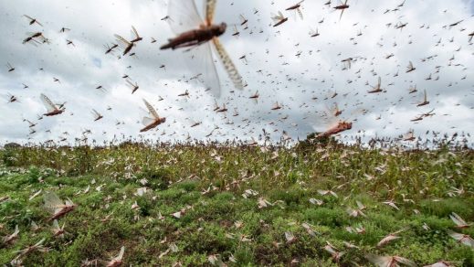 (Video) Una gigantesca plaga de langostas invade Argentina