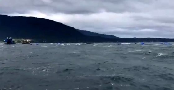 «Devastador»: Advierten grave riesgo ambiental tras nuevo y masivo escape de salmones en el sur