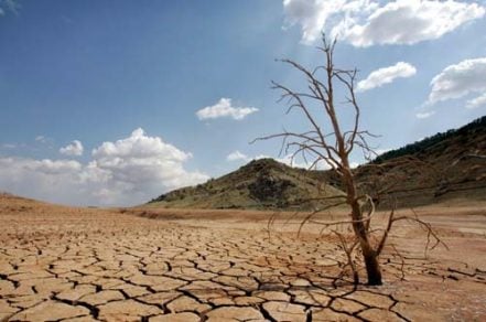 5,2 millones de hectáreas de bosques desaparecen anualmente de la superficie mundial