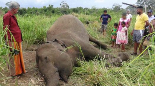 Esta podría ser la causa de la muerte de cientos de elefantes en África, según pruebas preliminares