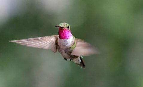 colibrí