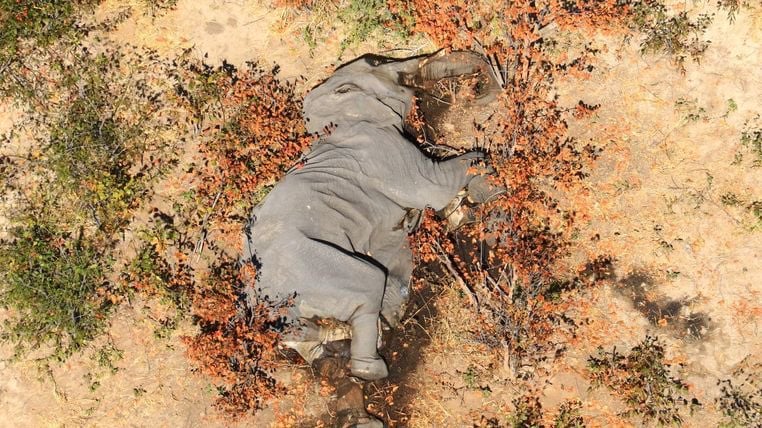 elefante muerto