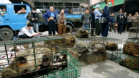 Salvan a seis mil 800 animales destinados al contrabando: Operación policial en China