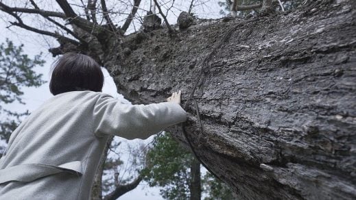 Árboles que sobrevivieron a la bomba atómica de Hiroshima son un mensaje de paz para la humanidad