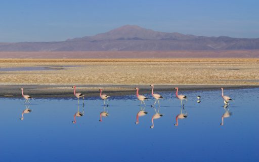 Las implicancias del desistimiento de la SMA en litigio por graves daños ambientales de SQM al Salar de Atacama