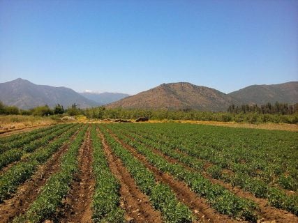 Organizaciones denuncian que proyecto de ley sobre nuevo Ministerio de Agricultura excluye y amenaza los derechos indígenas