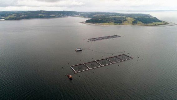 Salmonera deberá pagar más de 5 mil millones de pesos de multa por fuga de salmones en Calbuco