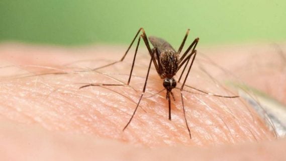 Alertan sobre expansión de una nueva especie invasora de mosquito en España