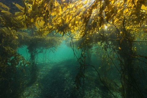 Investigación: Bosques submarinos de la Patagonia presentan adaptaciones únicas al cambio climático