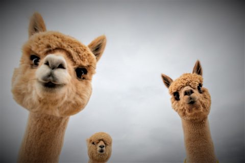 L’Alpaca : une recherche chilienne qui peut neutraliser COVID-19 et sauver l’humanité