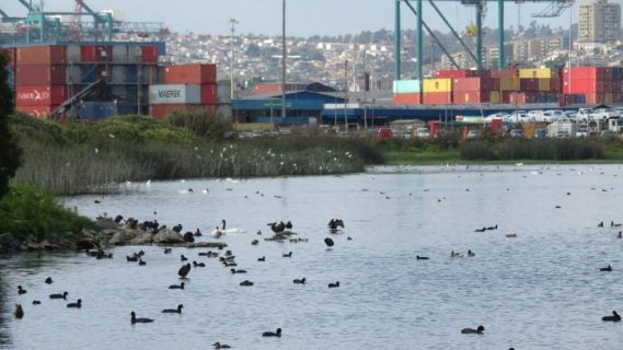 Humedal Llolleo-Ojos de Mar al borde de la destrucción por proyecto de megapuerto