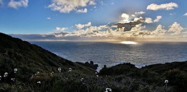 Puesta en venta de la Isla Guafo retrata como la Constitución privilegia propiedad privada sobre conservación de la biodiversidad