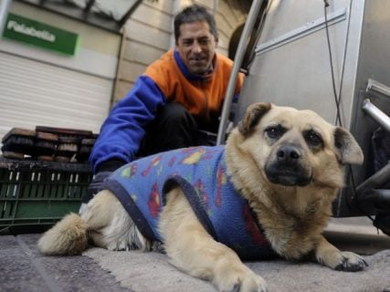 Campaña apoyada por académicos chilenos busca incluir a los animales en la nueva Constitución