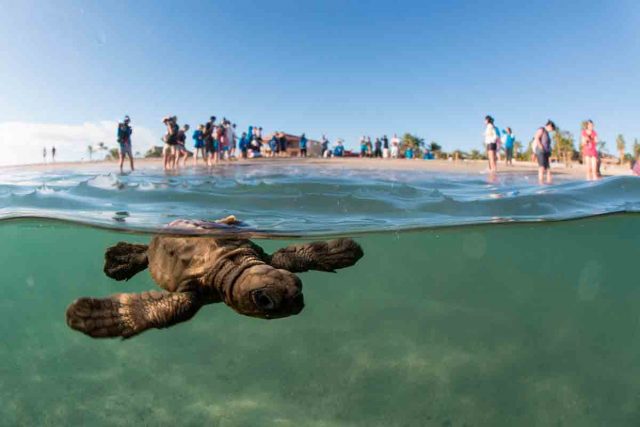 Histórica eclosión de tortugas en playas de México (Fotos+Video)