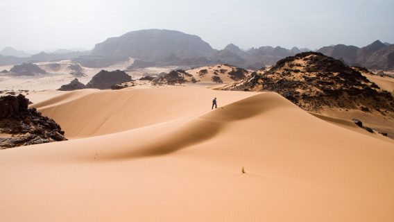 árboles desiertos áfrica