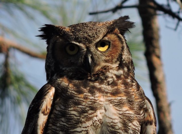 Poderosa ventaja: identifican en los búhos un rasgo inusual que no se ha visto antes en aves