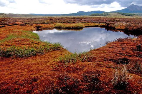 Comisión de Medioambiente de la Cámara despachó proyecto que protege a las turberas y al musgo Sphagnum