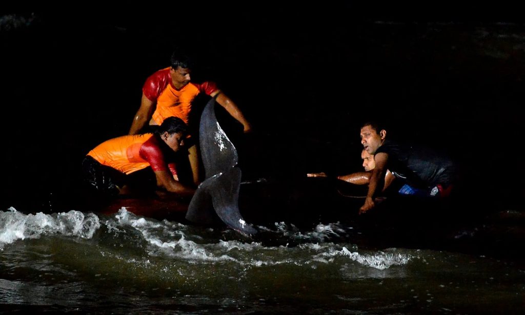 ballenas