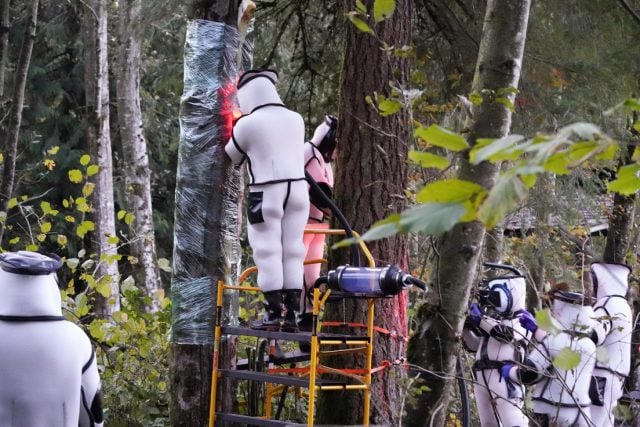 Así destruyeron de manera exitosa el primer nido de avispones «asesinos» localizado en EE. UU.