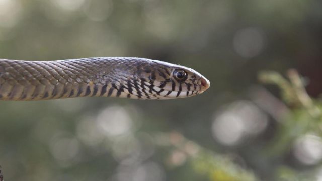 Científicos descubren una serpiente de piel brillante que vive bajo tierra (+Fotos)