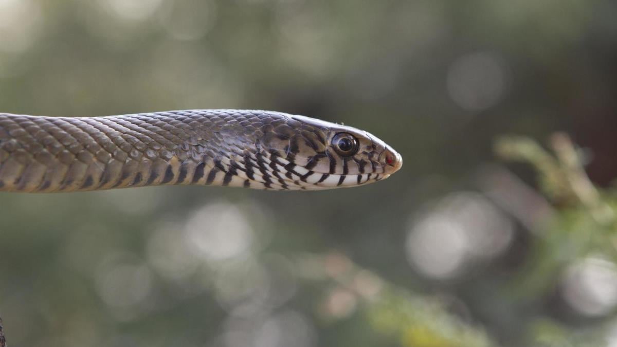 serpiente