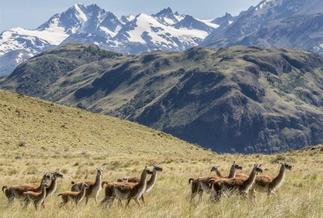 Científicos hacen urgente llamado a suspender forestación con árboles exóticos en la Patagonia chilena