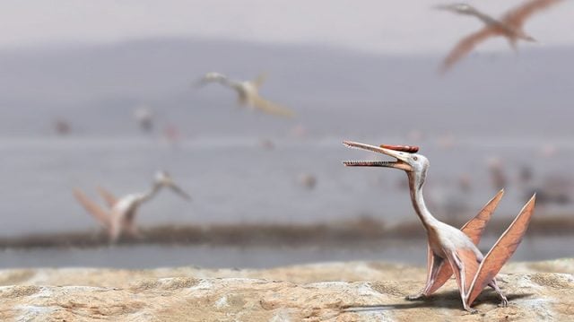 Pterosaurios de Chile: Los fantásticos «dragones» que dominaron los cielos de nuestro país