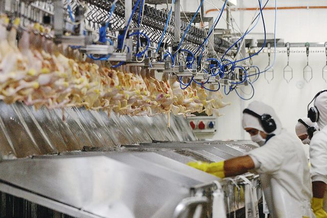 Colusión de los pollos: Empresas Agrosuper y Don Pollo deberán pagar millonarias multas