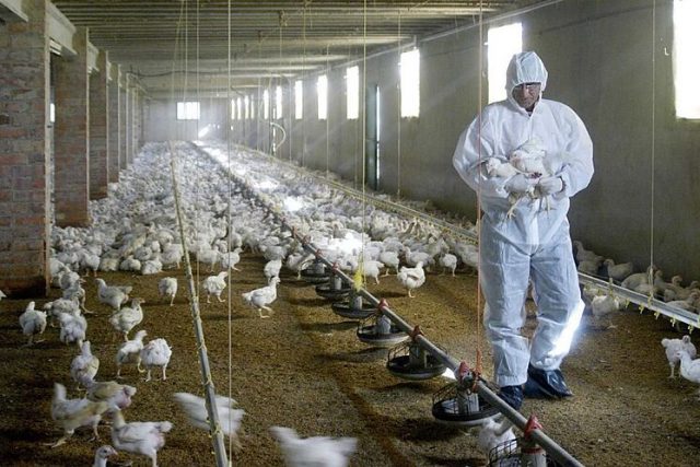 Por nuevo brote de gripe aviar en Francia sacrifican a seis mil aves