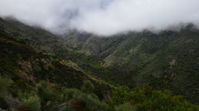 Concejo Municipal de La Ligua declara a bosques de olivillos como área de protección ecológica