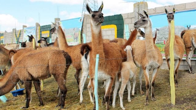 Crece popularidad de la carne de llama boliviana en el mercado internacional