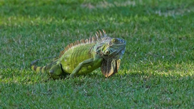 Florida enfrenta una invasión de iguanas y lagartos tegu