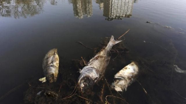 Un tercio de las especies que habitan las aguas dulces se enfrentan a la extinción