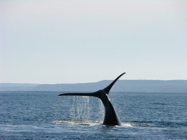 Nature: Empresas salmoneras que operan en Chile ponen en riesgo de extinción a ballenas azules