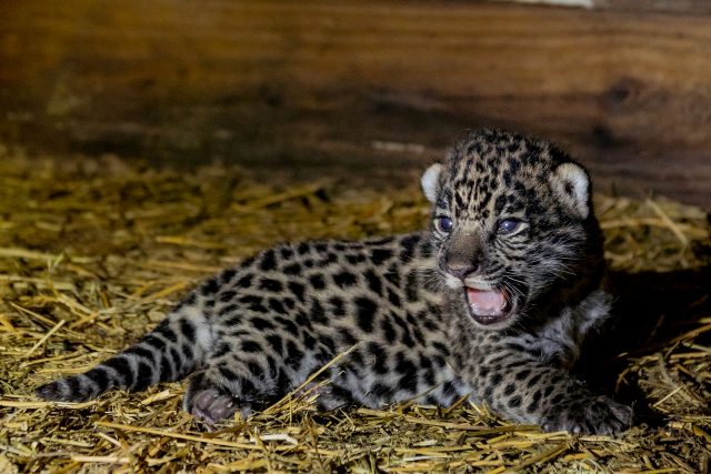 jaguares argentina especie