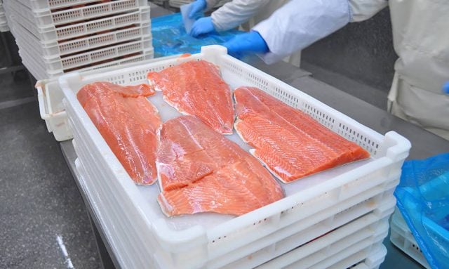 Advierten que codicia de las salmoneras y complicidad gubernamental impulsan  explosivo aumento de contagios por Covid-19 en Chiloé