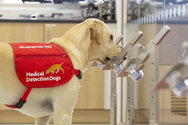 En Tailandia entrenan perros labradores para detectar Covid-19 en lugares de gran concentración