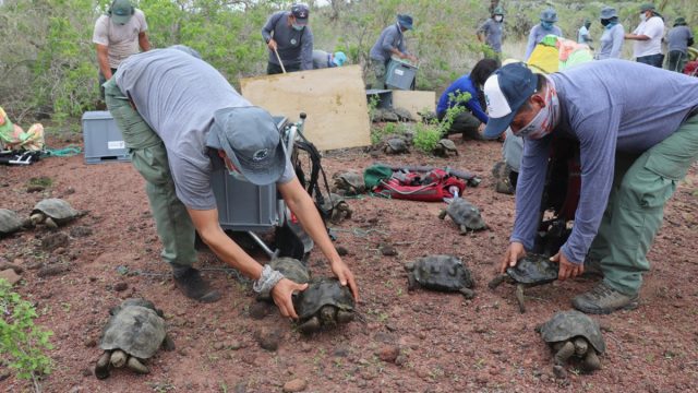 Proyecto de restauración ecológica libera 191 tortugas gigantes en Galápagos