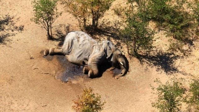 Reportan nueva ola de muertes de elefantes en África por causas desconocidas