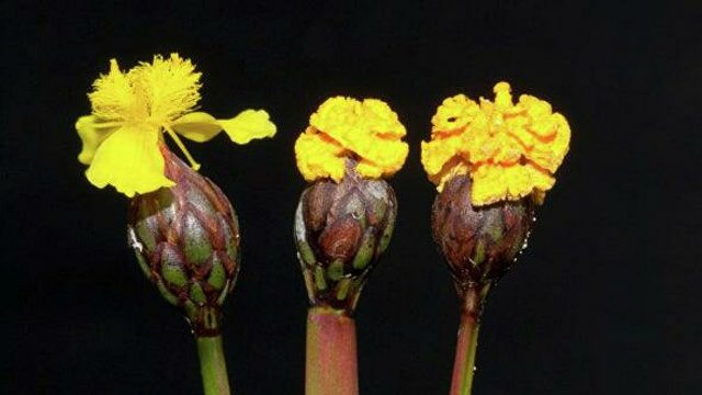 Unos hongos se hacen pasar por flores para atraer a los insectos y reproducirse