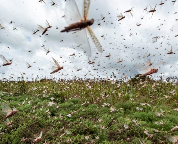 Nube_de_langostas_volando_sobre_campo